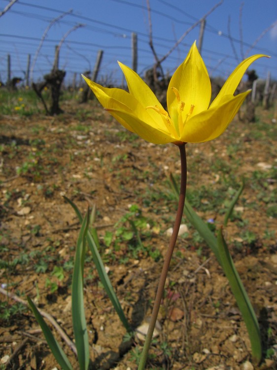 Tulipa sylvestris